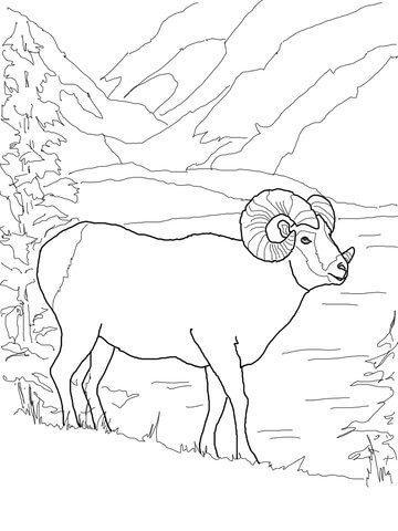 Argali Mountain Sheep Coloring Page